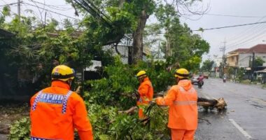 Pohon Tumbang