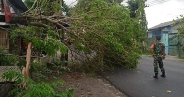 Pohon Tumbang Blitar