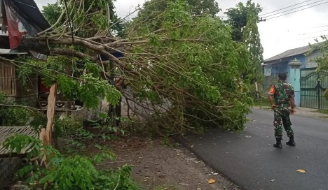 Pohon Tumbang Blitar